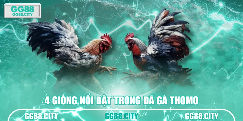 4 giống nổi bật trong đá gà thomo
