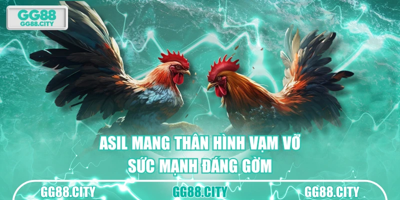 Asil mang thân hình vạm vỡ, sức mạnh đáng gờm