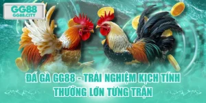 Đá Gà GG88 - Trải Nghiệm Kịch Tính & Thưởng Lớn Từng Trận