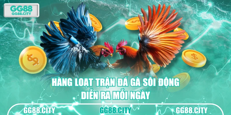 Hàng loạt trận đá gà sôi động diễn ra mỗi ngày