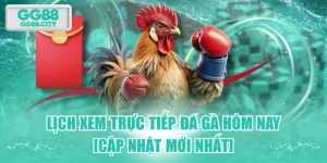 Lịch Xem Trực Tiếp Đá Gà Hôm Nay [Cập Nhật Mới Nhất]