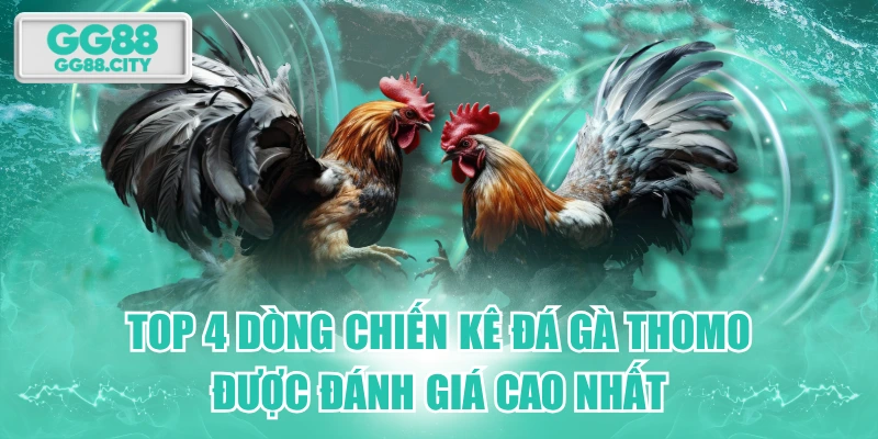 Top 4 Dòng Chiến Kê Đá Gà Thomo Được Đánh Giá Cao Nhất