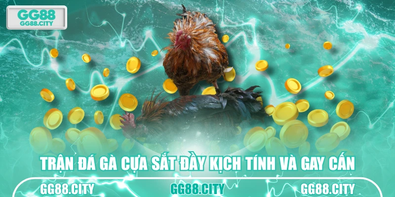 Trận đá gà cựa sắt đầy kịch tính và gay cấn