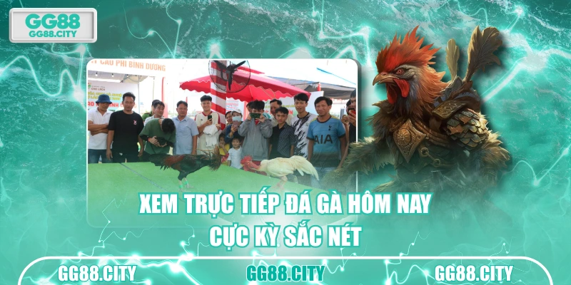 Xem trực tiếp đá gà hôm nay ngay tại GG88