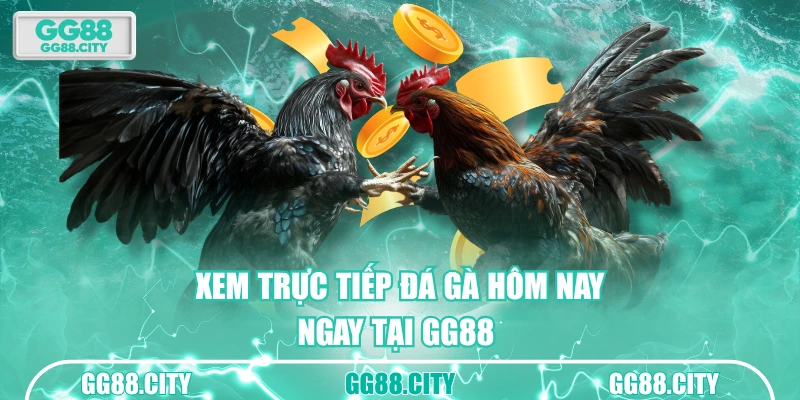 Xem trực tiếp đá gà hôm nay cực kỳ sắc nét
